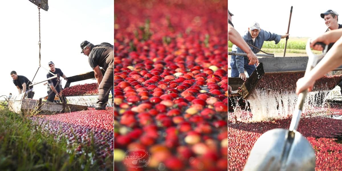 WI Cranberry Harvest & Fall Recipes | www.littlerustedladle.com