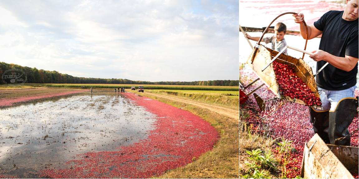 WI Cranberry Harvest & Fall Recipes | www.littlerustedladle.com