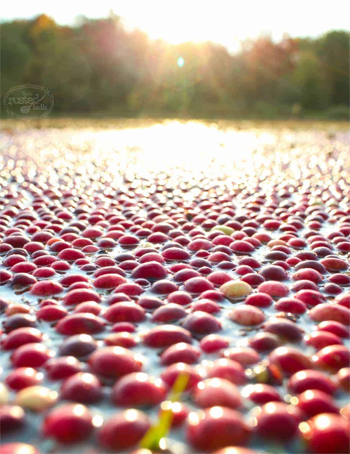 WI Cranberry Harvest & Fall Recipes | www.littlerustedladle.com