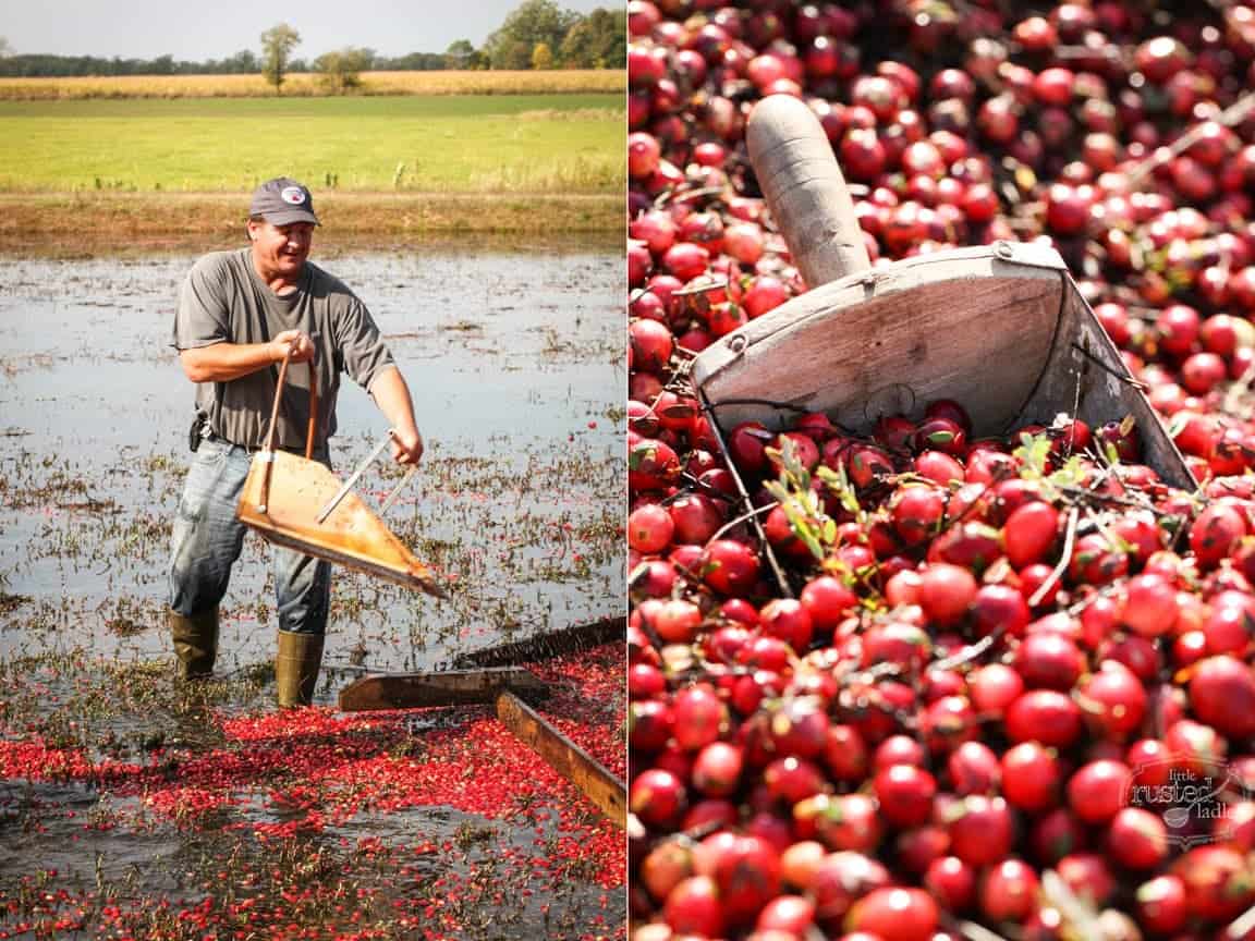 WI Cranberry Harvest & Fall Recipes | www.littlerustedladle.com