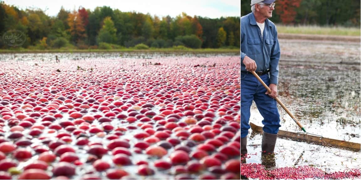 WI Cranberry Harvest & Fall Recipes | www.littlerustedladle.com