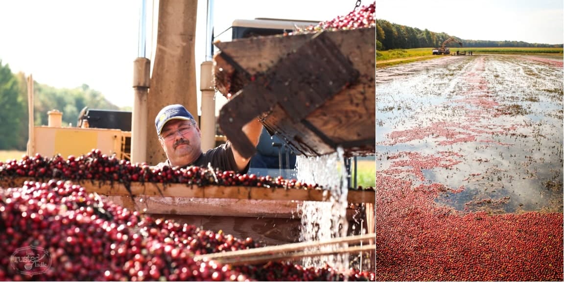 WI Cranberry Harvest & Fall Recipes | www.littlerustedladle.com