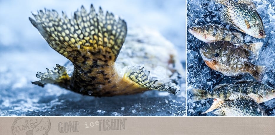 Gone Ice Fishin' | WI's Best Fish Fry Recipes | www.littlerustedladle.com