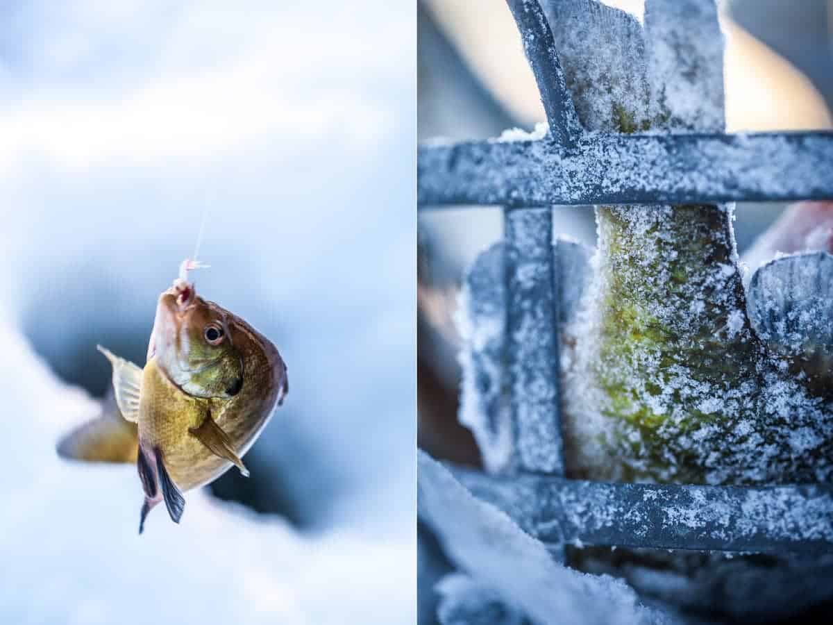 Gone Ice Fishin' | WI's Best Fish Fry Recipes | www.littlerustedladle.com