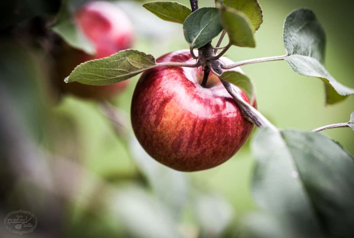 Apple Cider Cake Recipes_Little Rusted Ladle_Jena Carlin Photography_Rude on Food_5 96WM