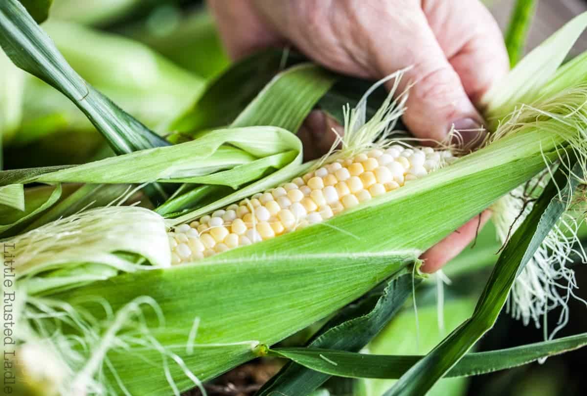 Farmers Market - Fire Roasted Corn on the Cob Recipe - www.littlerustedladle.com - Midwest food photography - Editorial #foodphotography #foodstyling #sweetcorn