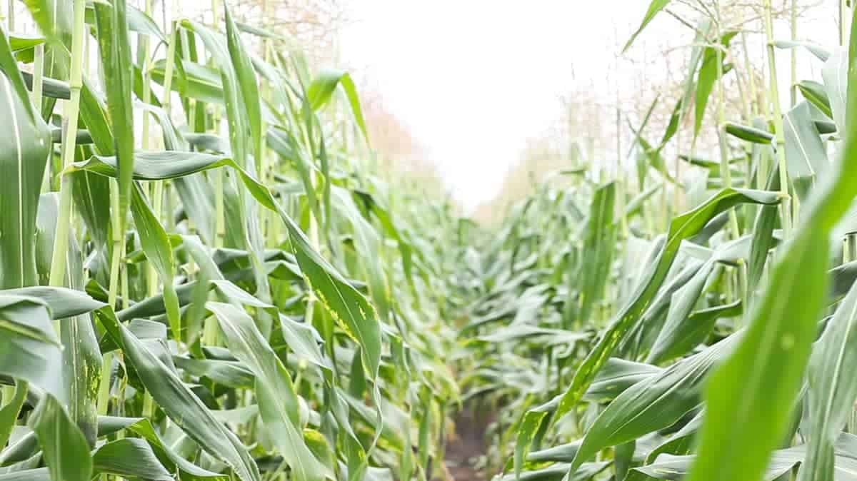 Sweet Corn Field - Fire Roasted Sweet Corn with Vegetable Medley - www.littlerustedladle.com #sweetcorn #cornonthecob #farmtotable