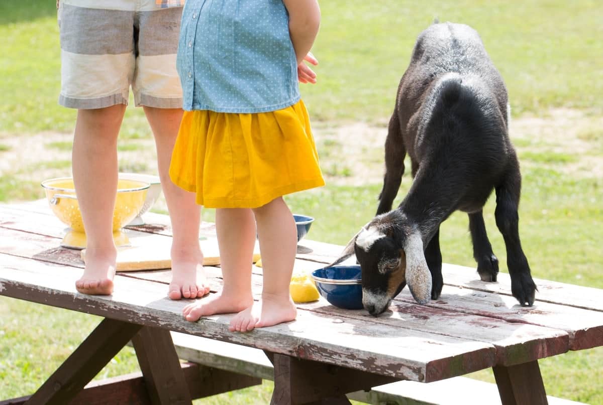 kids standing on a picnic table with a goat