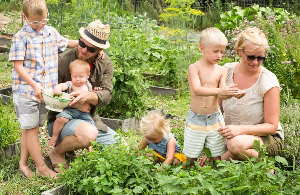 Family of four kids and two parents picking fresh mint from the garden. 