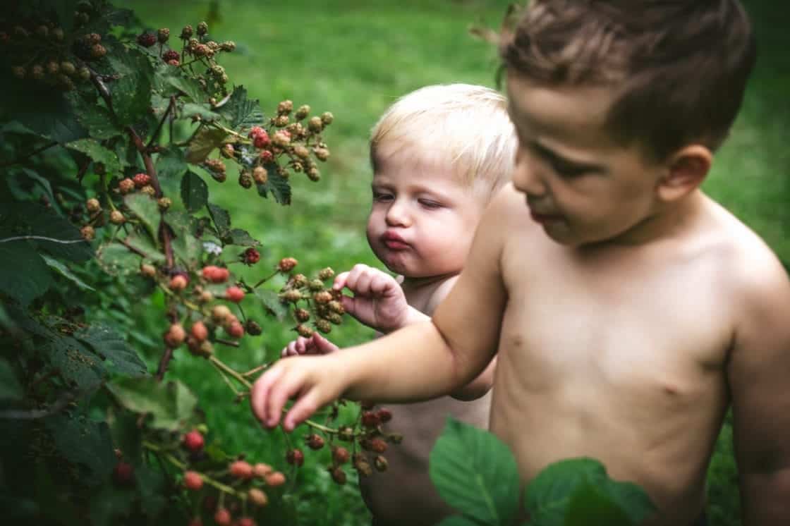 boys picking berries in a field