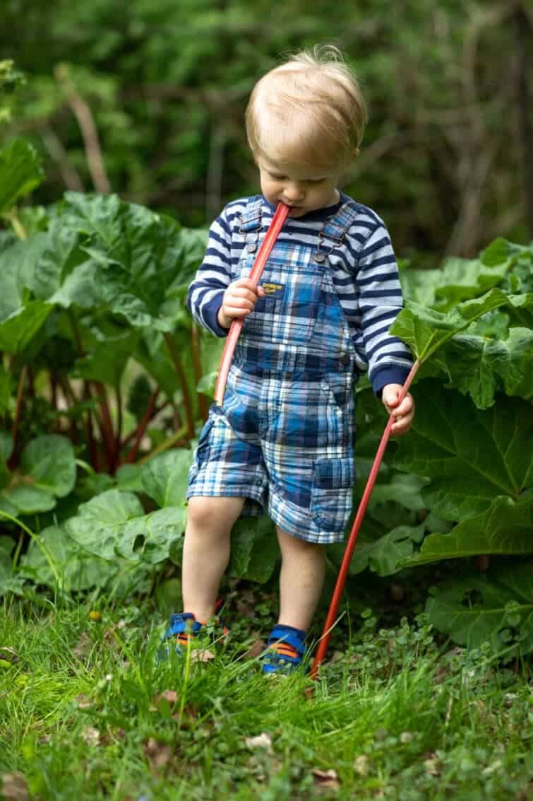 Little boy in stripes eating a raw piece of rhubarb by the plant