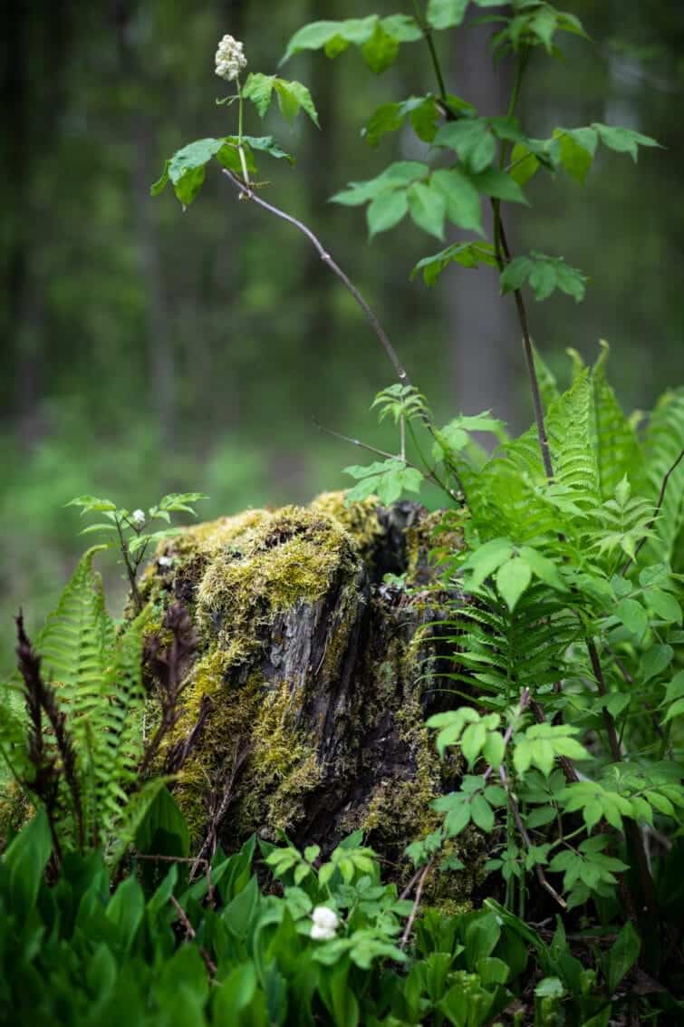 Mossy stump in a green forest. 