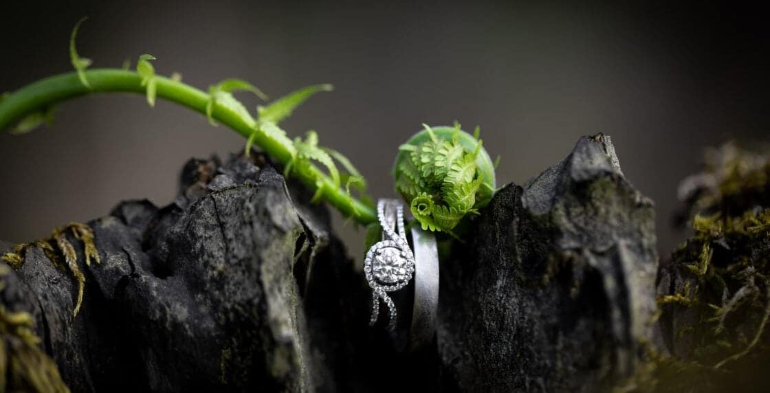 Two wedding rings on a baby fern resting on a stump. 