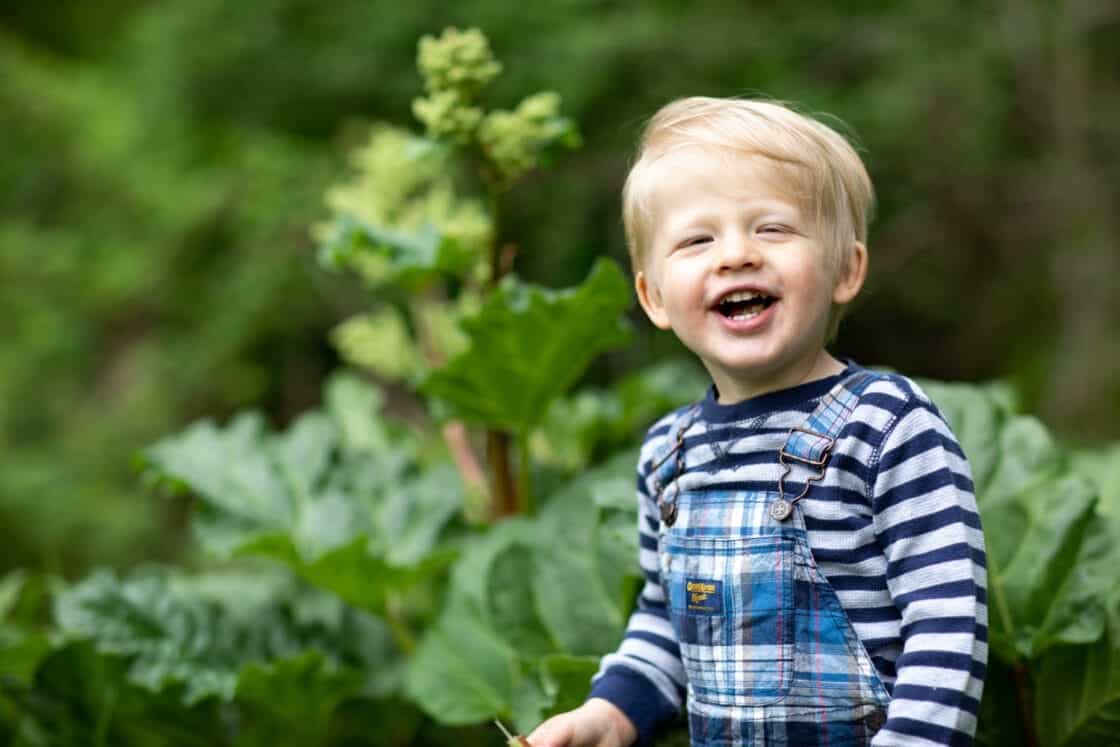 Little boy smiling in a rhubarb patch after biting into a stalk of rhubarb. 