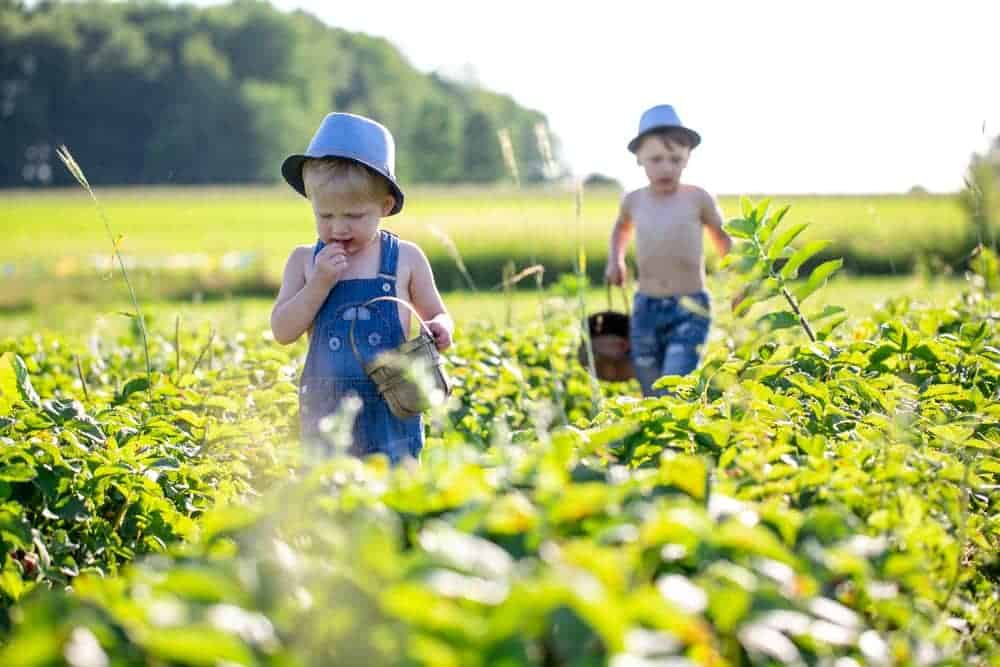 Two boys in denim jeans and overalls in a strawberry field