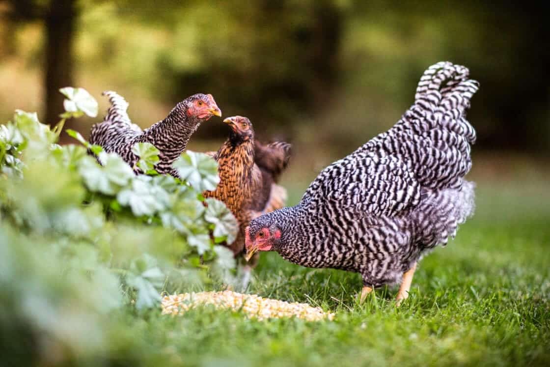 Three chickens eating seed from the grass