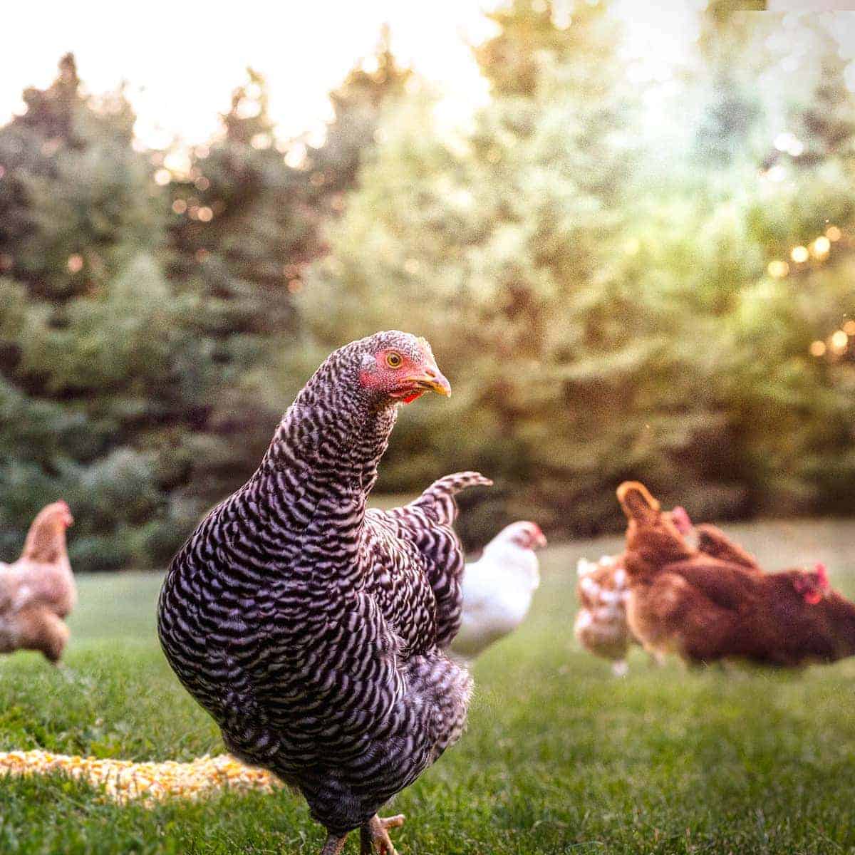 Chickens At Sunset