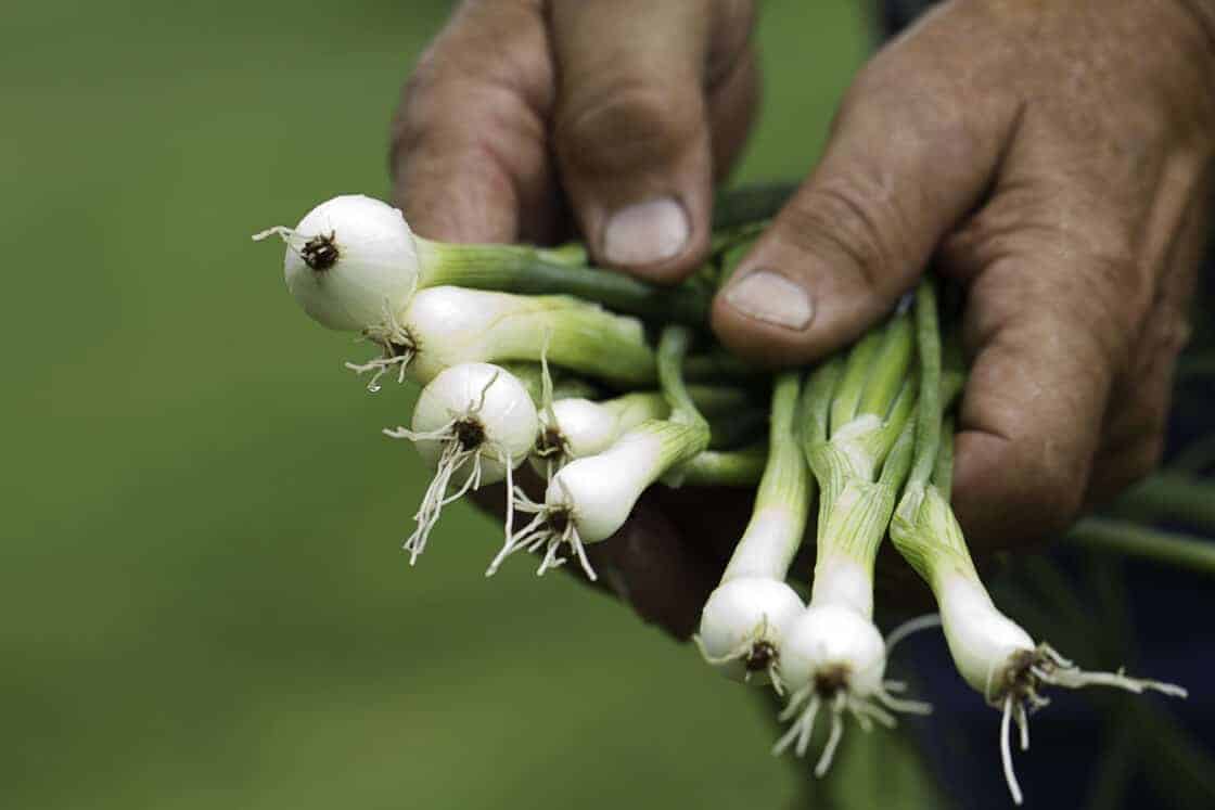 farmer hands hold out a bunch of green onions
