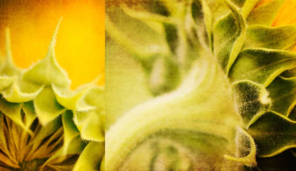 Extreme close up of the fuzzy stems and undersides of sunflowers. 