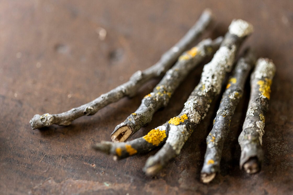 Small wood sticks prepared for mushroom stems